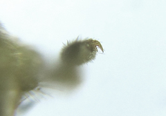 Empria parvula