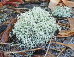 Cladonia dimorphoclada