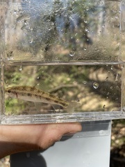 Erimyzon claviformis