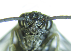 Empria parvula