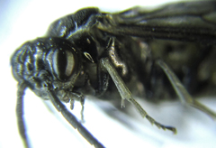 Empria parvula