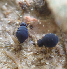 Sminthurinus atrapallidus