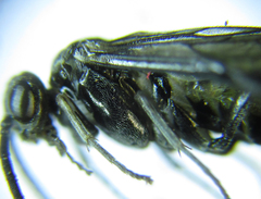 Empria parvula