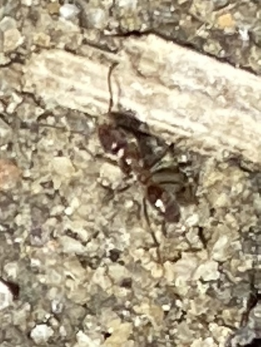 iNaturalist observation photo of Argentine Ant