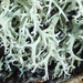 Cladonia dimorphoclada - Photo (c) Linda Phillips,  זכויות יוצרים חלקיות (CC BY-NC), uploaded by Linda Phillips