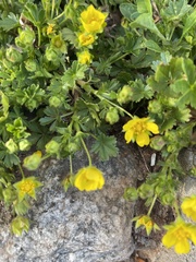 Potentilla
