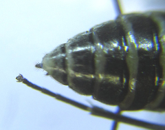 Empria parvula