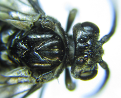 Empria parvula