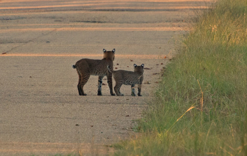 Bobcat photographed in Mississippi