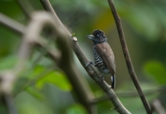 Picumnus exilis