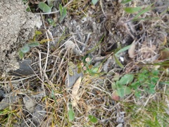 Teesdalia coronopifolia