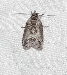 Nycteola polycyma