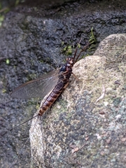 Leptophlebia cupida