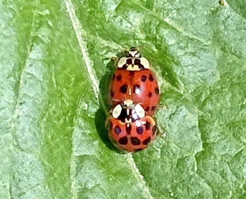 iNaturalist observation photo of Asian Lady Beetle
