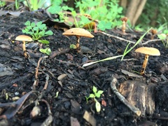Agaricomycetes