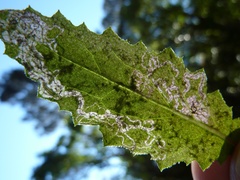 Stigmella ogygia