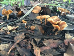 Agaricomycetes