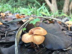 Agaricomycetes