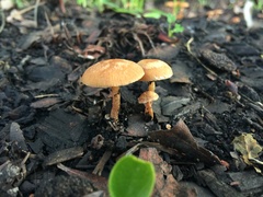 Agaricomycetes