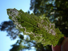 Stigmella ogygia