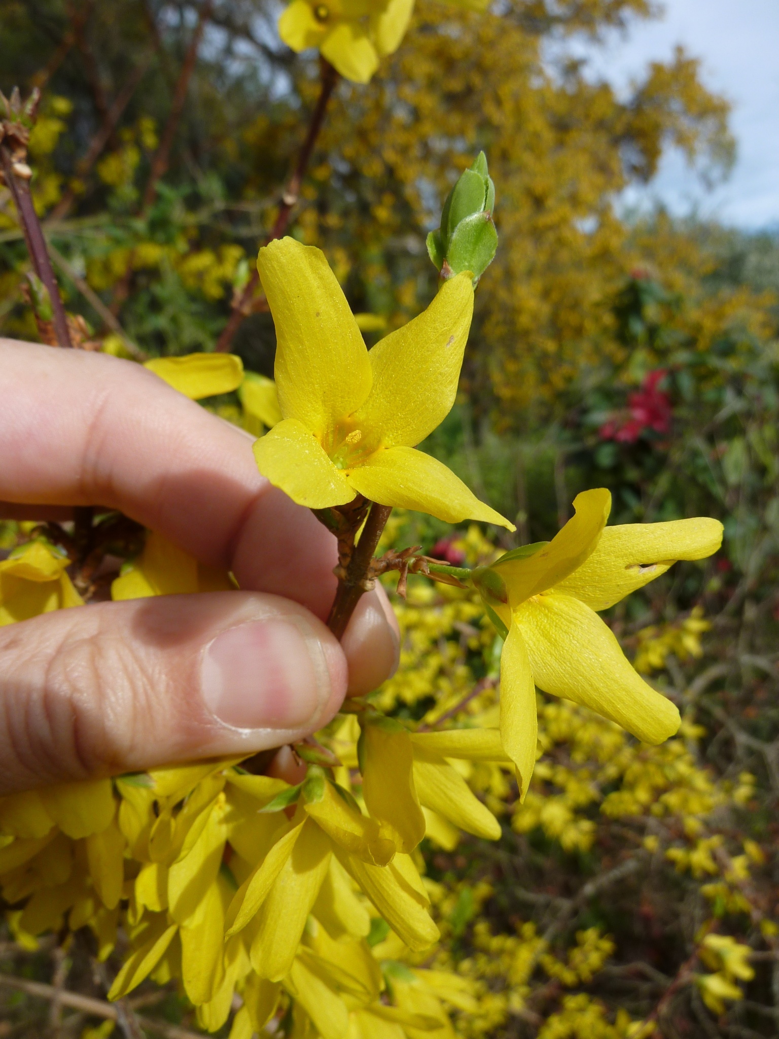 Genus Forsythia Natusfera