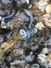 Emplectonema gracile