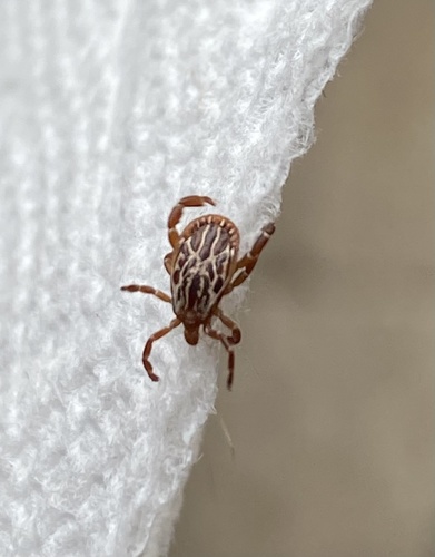 Gulf Coast Tick