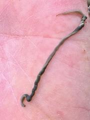 Emplectonema gracile