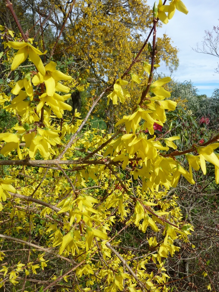 Forsythias (Genus Forsythia) · iNaturalist