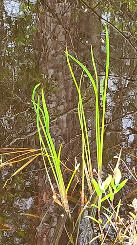 Sagittaria lancifolia image