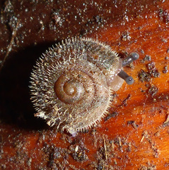 Vespericola armigera