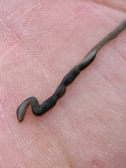 Emplectonema gracile