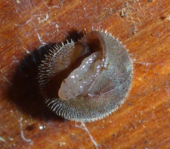 Vespericola armigera