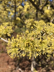 Cornus officinalis