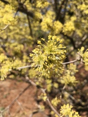Cornus officinalis