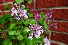 Syringa oblata