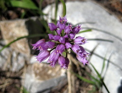 Allium geyeri