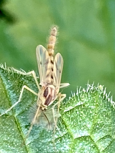 iNaturalist observation photo of Chironomus