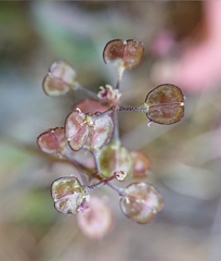 Teesdalia
