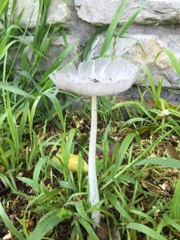 Coprinopsis lagopus