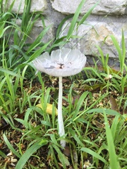Coprinopsis lagopus