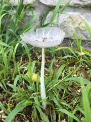 Coprinopsis lagopus