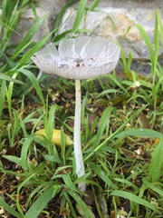 Coprinopsis lagopus