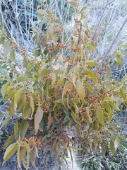 Phoradendron nervosum