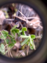 Trifolium subterraneum