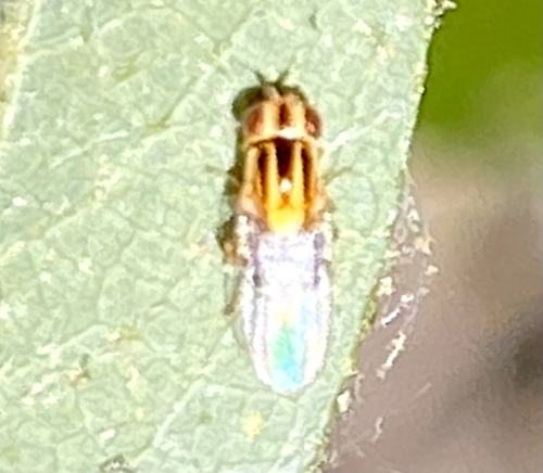 iNaturalist observation photo of Thaumatomyia