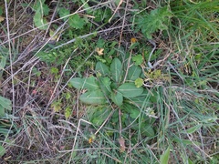Taraxacum obovatum