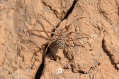Hersiliola simoni