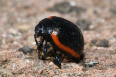 Chrysolina rossia