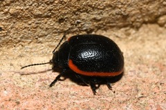 Chrysolina rossia